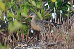 Clapper Rail